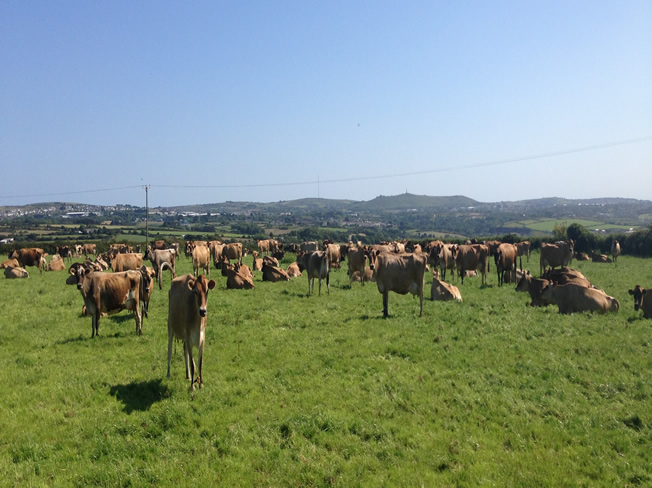 quintrell herd grazing